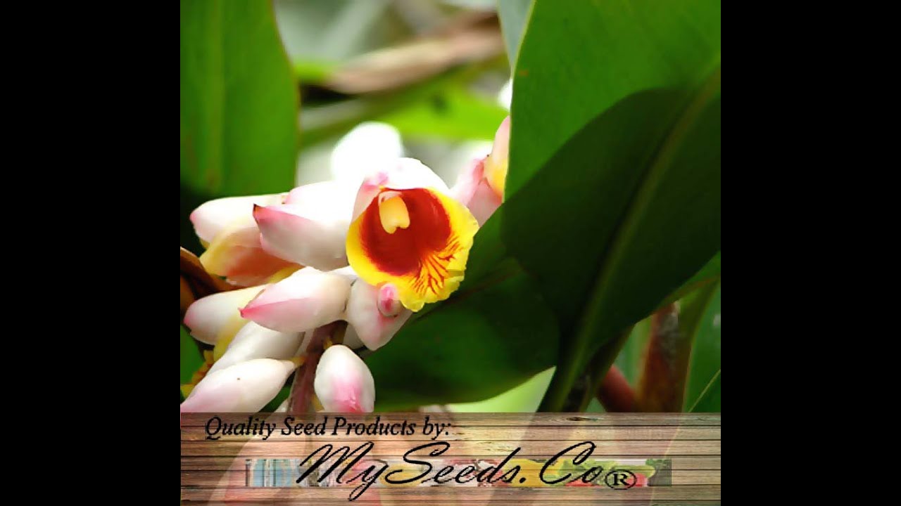 Spiral ginger Seeds - Costus Guanaiensis, Red and White Perennial, Exotic - SEEDS on  www.MySeeds.Co