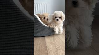 YOU and ME‼LET’s GO#puppies #maltipoo #cutedogs #fluffy #shortsviral #trending #letsgo