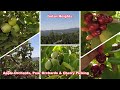 Cherry Picking in the Golan Heights | Apple, Pear &amp; Cherry Orchard | NirisEye