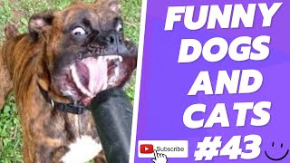 Funny Animal Videos 2022 Best Dogs And Cats Videos 😺😍 # 43