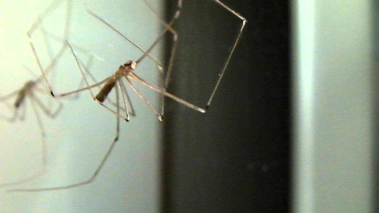 Cellar spider (Pholcidae)