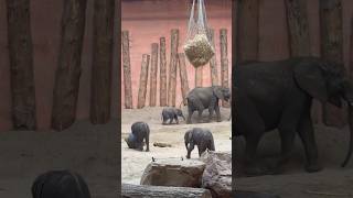 Three #baby #elephants play at #beeksebergen #zoo #netherlands