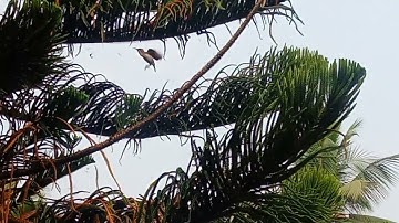 slow motion video of flying sunbird @BinodGOGOI614