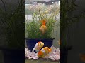突き刺さる金魚がやばい#shorts