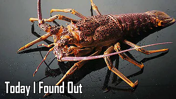 Why are lobsters considered immortal?