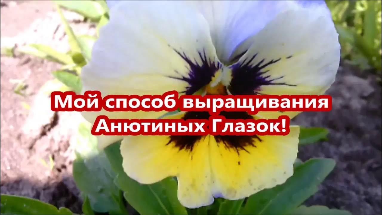 Как правильно посадить анютины глазки. Сколько растут анютины глазки из семян. можно ли сажать анютины глазки в тени.