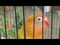 Masteran Lovebird Ngekek Panjang Jernih Mp3 - Mp4 Download