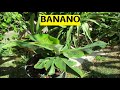 Banano, coltivazione e riproduzione