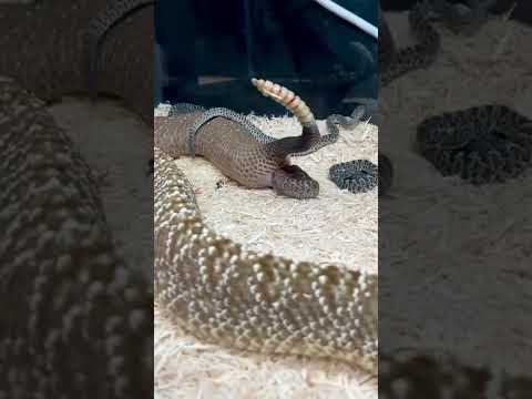 Video: Snake's nest. How do snakes live and lay eggs?