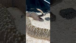 AMAZING Snake Giving Live Birth! 🤩🐍 screenshot 3