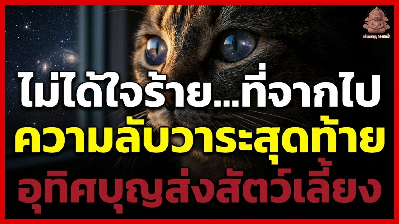 ทำไมแมวชอบหายไปในวาระสุดท้าย? ความจริงที่ซ่อนอยู่ และวิธีอุทิศบุญให้สัตว์เลี้ยงไปสู่สุคติ