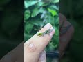Tokek Terkerdil Di Dunia