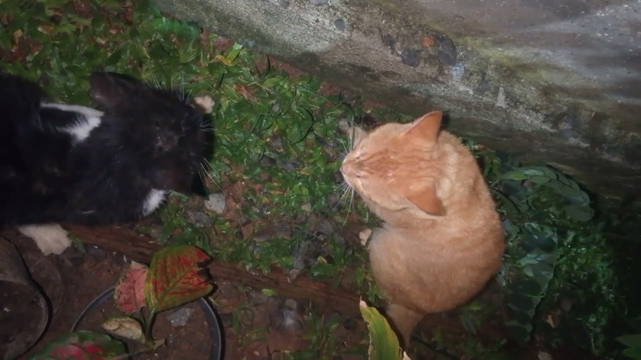 Kucing berantem sampai