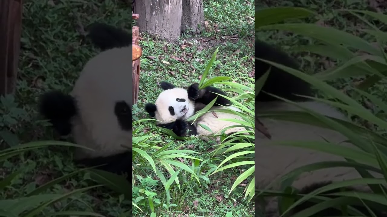 Xiaowu's cute little eyes really have 800 eyes. The giant panda is so cute.