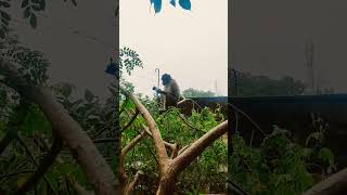 #shorts #monkey #fun #kovilur
