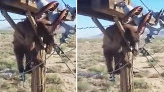 Bear Gets Stuck Atop Electricity Pole