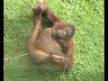 Gorilla Orgasm Orangutan Lust. She's almost human!