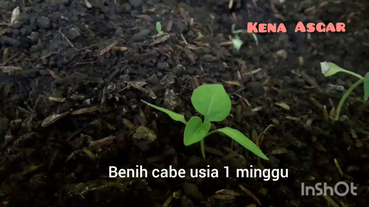 Tehnik menanam Cabe Rawit part 1 