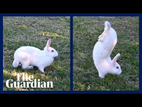 Why do bunnies hop? –  video