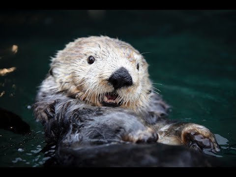 Sea Otter Cam | Vancouver Aquarium