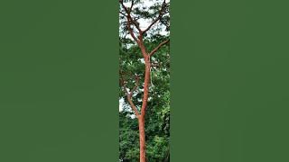 Boussiengui à OKOLASSI