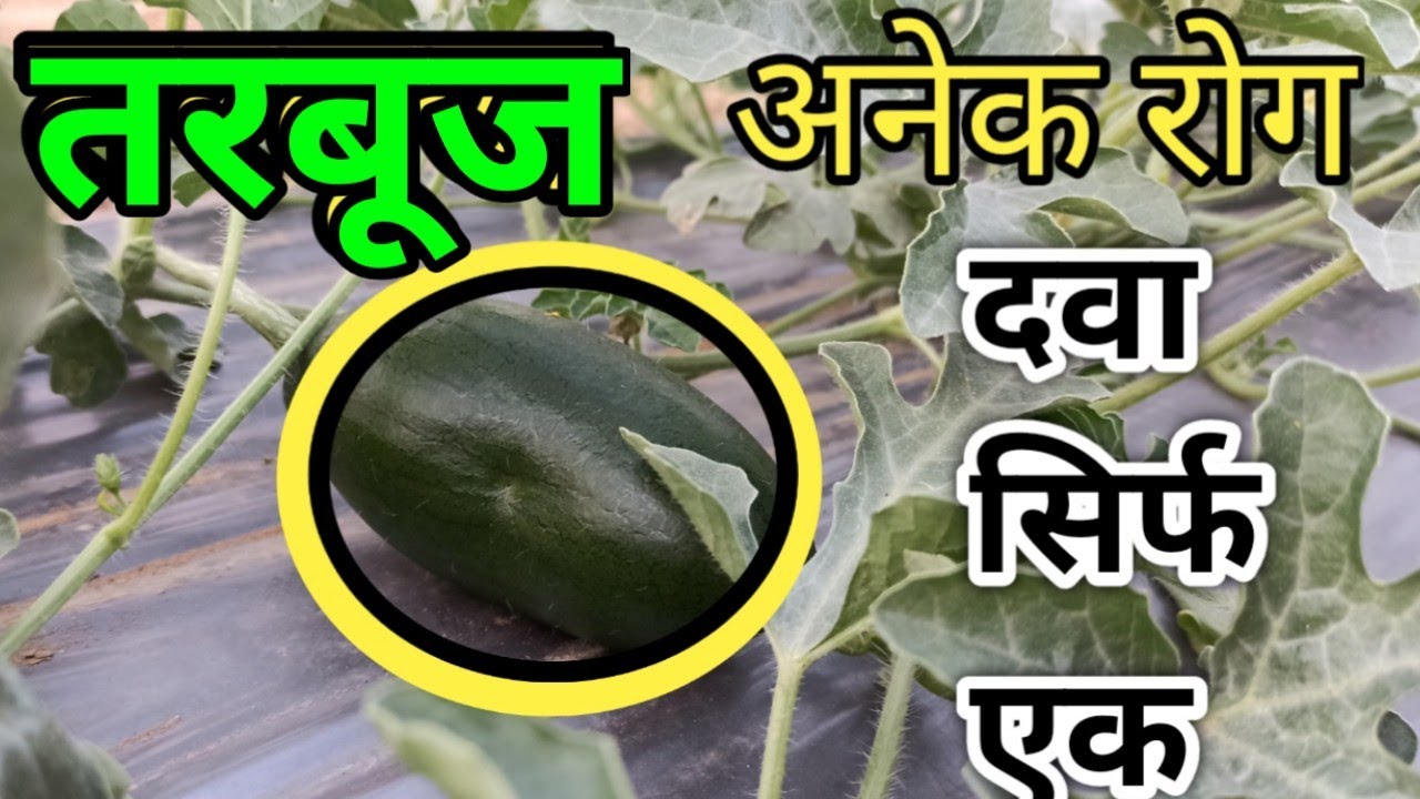 watermelon pests and disease Control | तरबूज में सबसे खतरनाक रोग और उसका उपाय