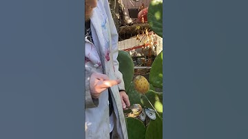 Thumbnail of Eating a CACTUS FRUIT!! #shorts