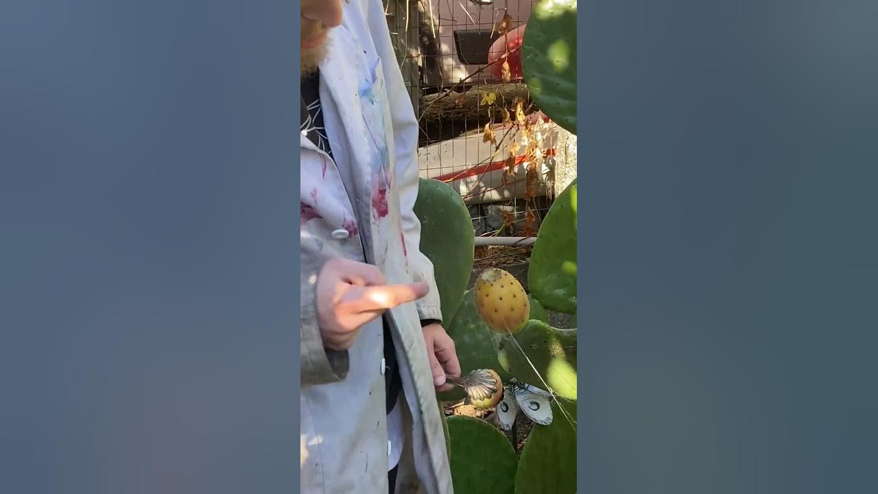 Eating a CACTUS FRUIT!! #shorts