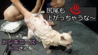 【Subtitles】 Pretty cat bath time #72