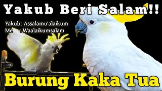 VLOG ‼️SI YAKUB, BURUNG KAKA TUA YANG PANDAI MENGUCAPKAN SALAM | TERNYATA BISA MARAH GAES ⁉️🤣