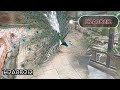 أجمل جزر ماليزيا لانكاوي Malaysia تصوير وإخراج بوداؤود Langkawi أجمل جزر ماليزيا لانكاوي Malaysia تصوير وإخراج بوداؤود Langkawi
