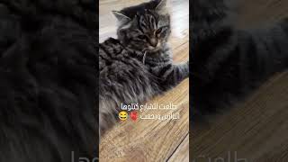 خطيييية ???????.حسام_الرسام يمة_فدوة_للبنات قطط عسل_مسموم يمة_فدوة_للبنات    CapCut