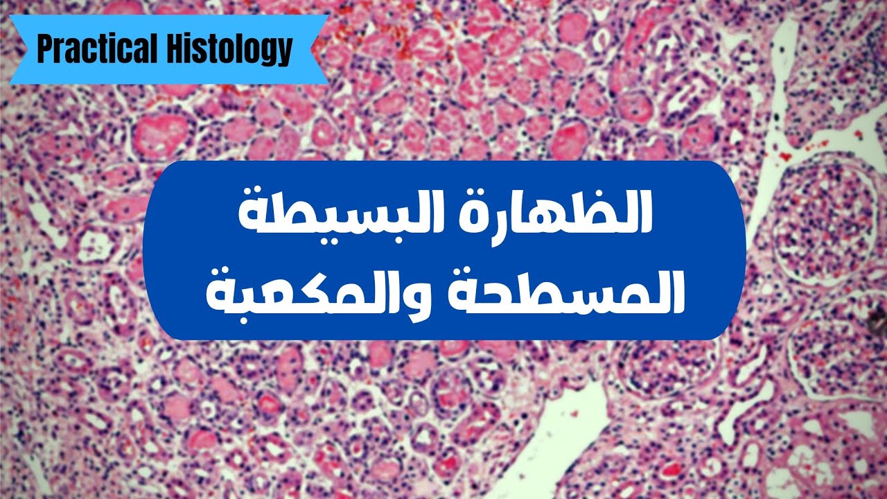 الظهارة البسيطة المسطحة والظهارة البسيطة المكعبة