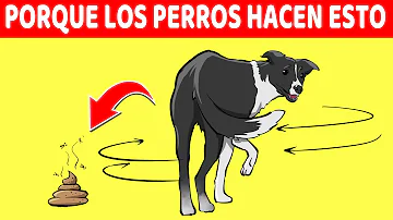 ¿Qué olfatean los perros antes de hacer caca?