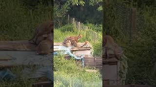 The 1 fox i've been feeding for afew month has turned into a whole family #fox #foxes #animals