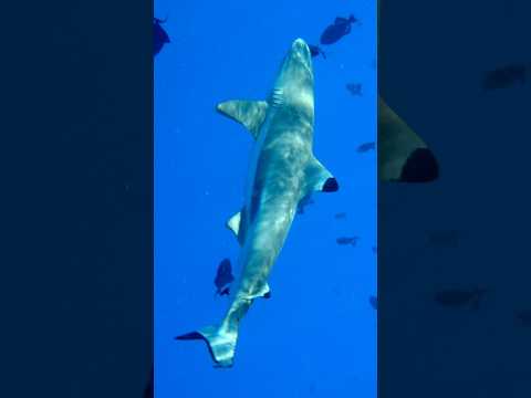 قروش يسبحون في بركان كارما شوو ماوراءيات قصص  رعب الجانب المظلم قصص رعب خوف 