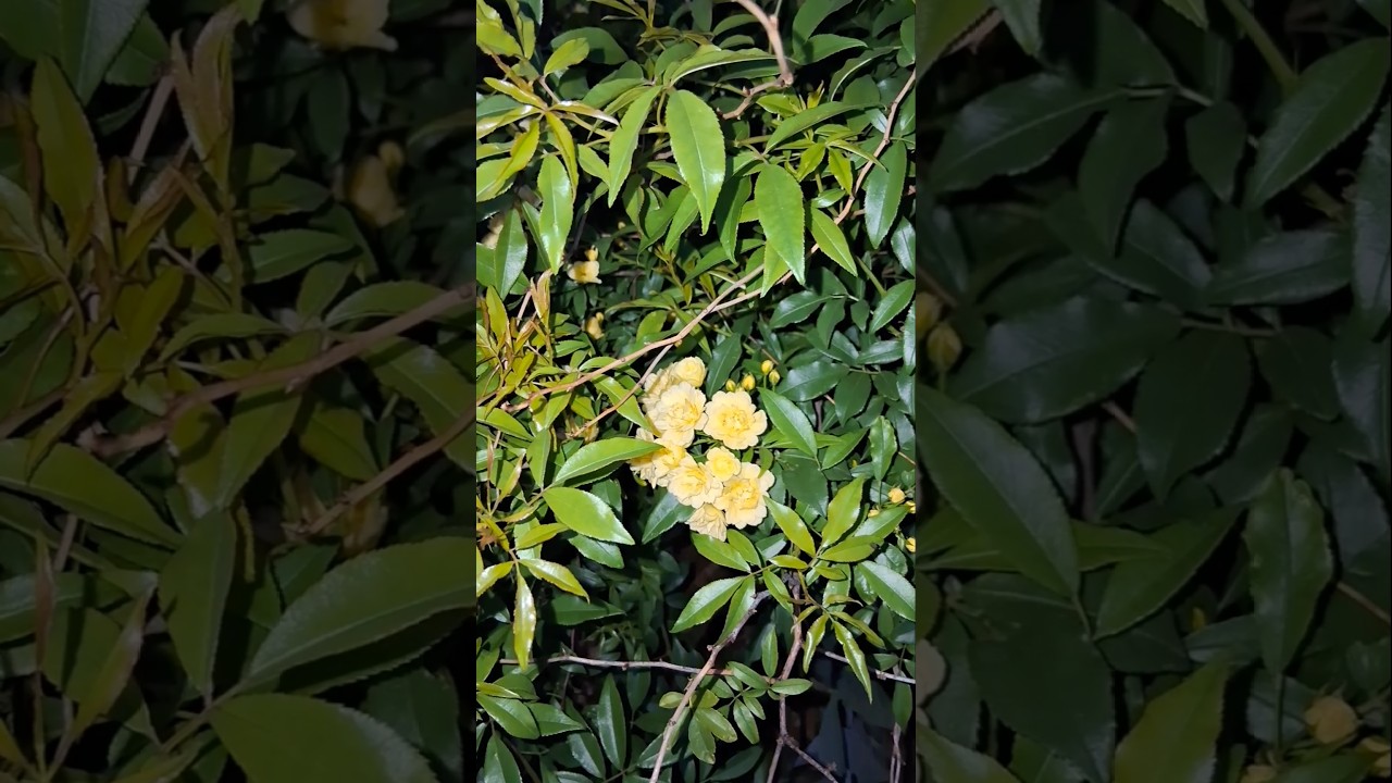 Lady Banks Rose | Spring Gardening With Spenta | Evergreen Climber | Spenta