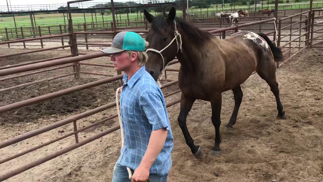 Kansas Kill pen YouTube