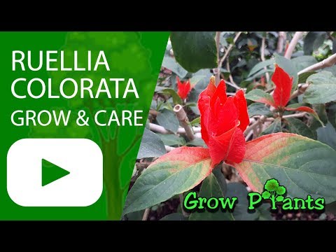 Video: Informazioni sulla petunia selvatica - Informazioni per la coltivazione di fiori di Ruellia