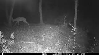 20 juillet 2023: En forêt Chevreuils Sangliers Biche | Grésigne Tarn