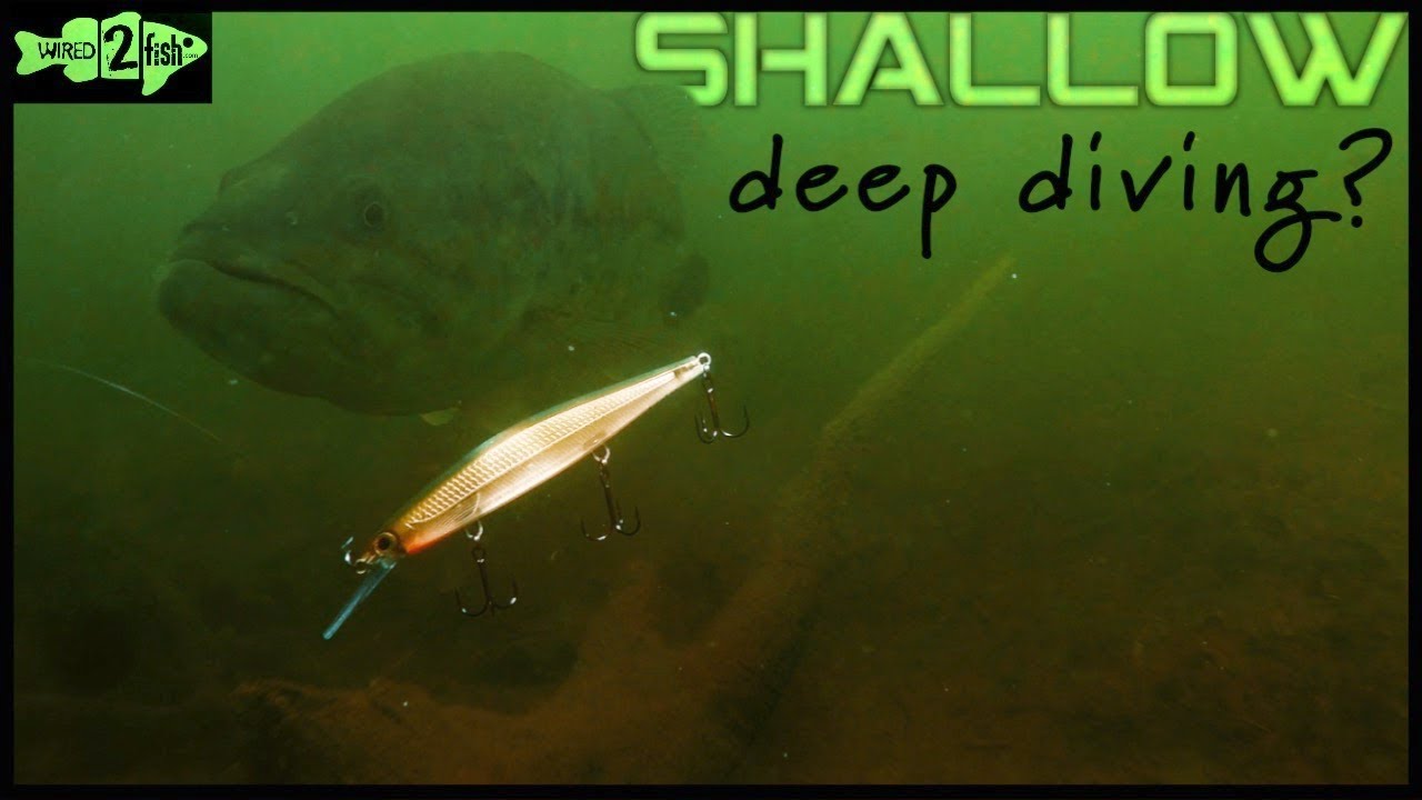 Why Fish DeepDiving Jerkbaits in Shallow Water? YouTube