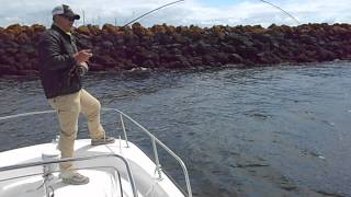 Something Bigger: Lingcod Two and a Half