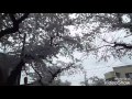 『桜』 青森市桜川 2017年4月26日(水) の動画、YouTube動画。