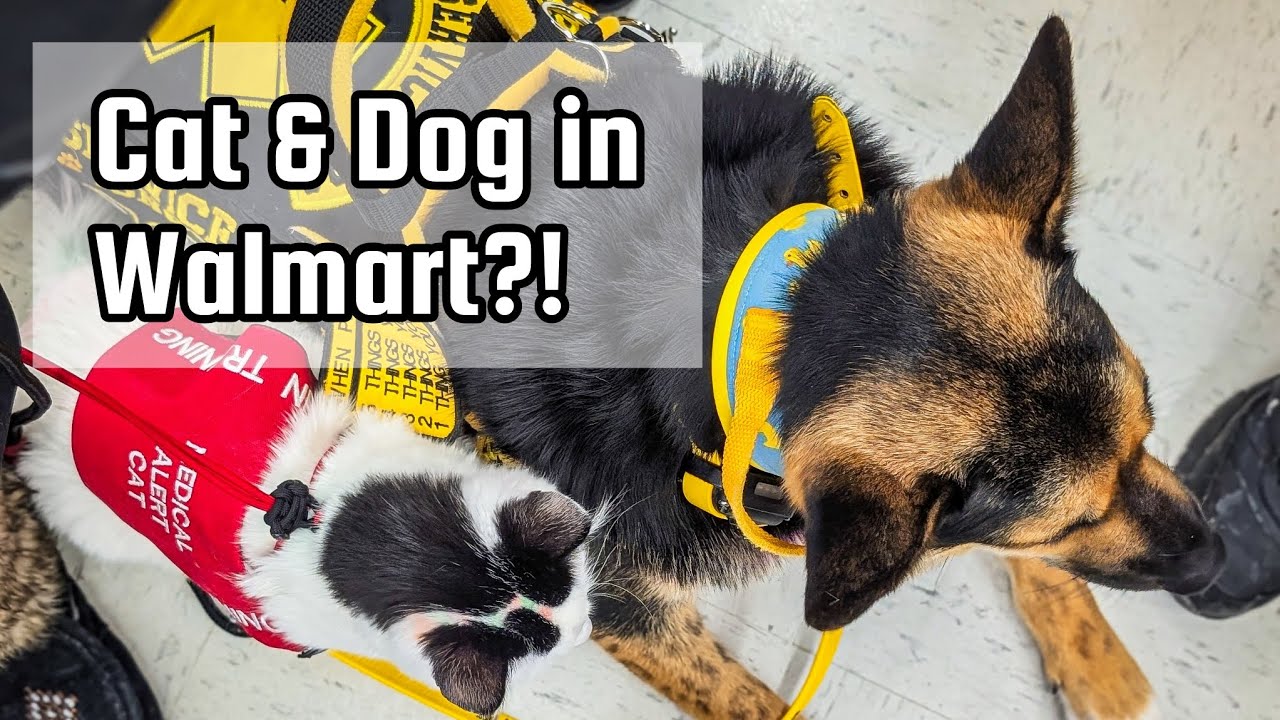 Два животных-поводыря одновременно?!