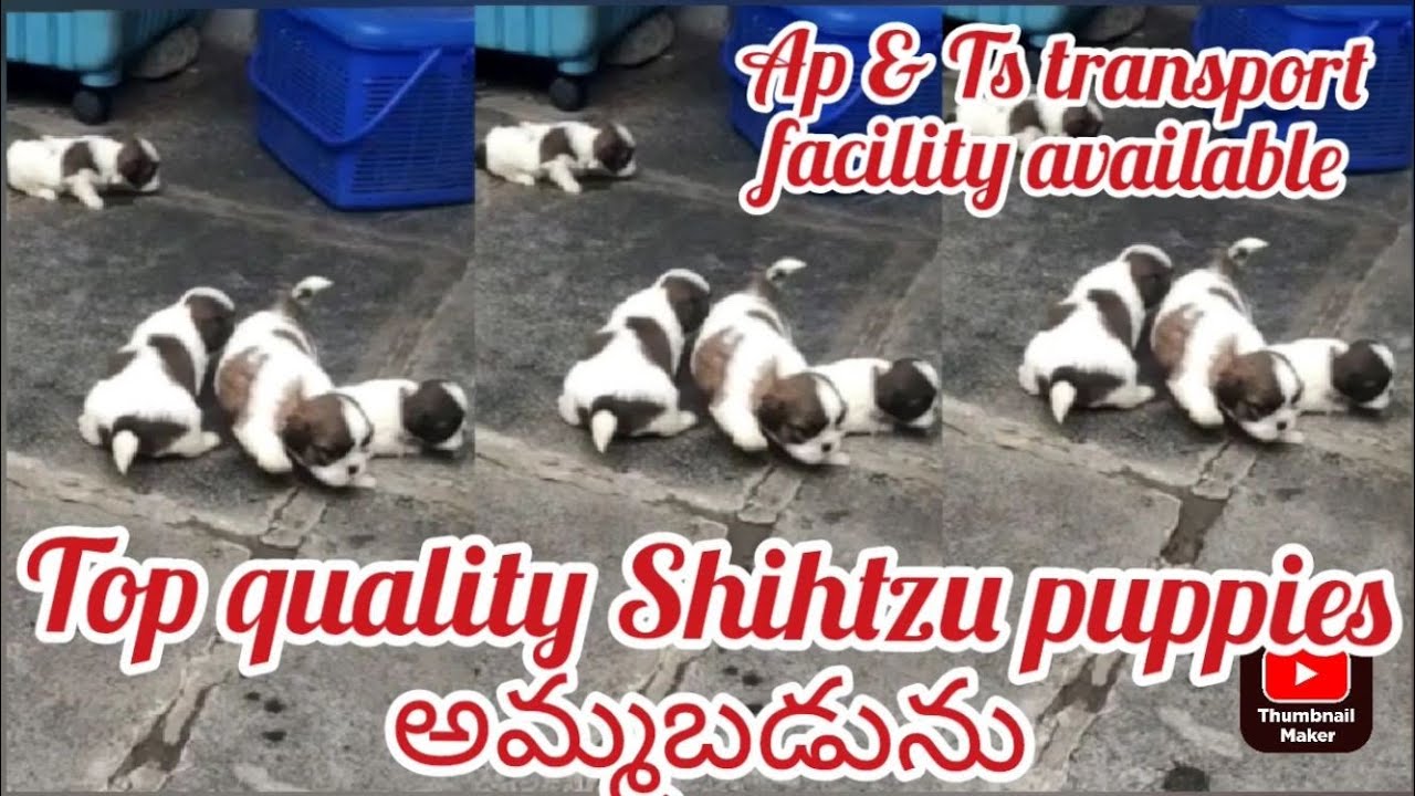 Shihtzu puppies for sale9100261571gunturdog market in guntur YouTube