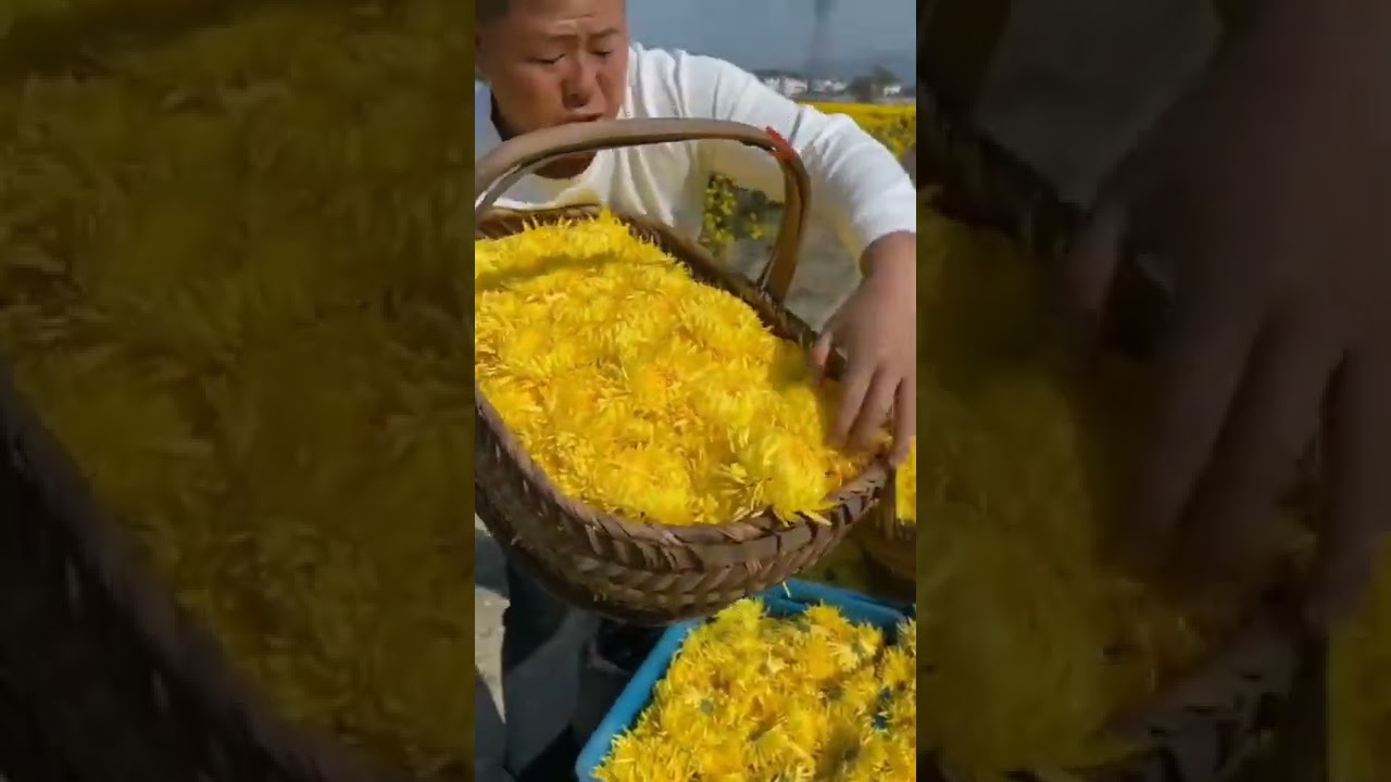 Picking Fresh Chrysanthemum Tea From Farm 