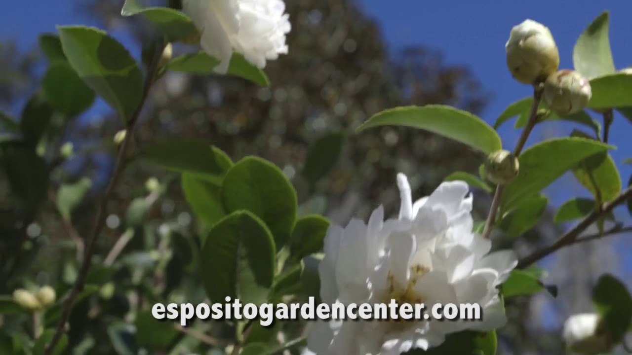 Camellias At Esposito Garden Center Youtube