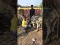 गो माता की पट्टी चार से पाँच कर अब गो माता बहुत जल्दी टीक होने वाली है#Help #gomata #india