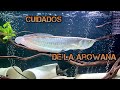 Cuidados y características de la arowana