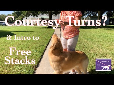 Dog Show Tips & Tricks: Courtesy Turns & Intro To Free Stacks